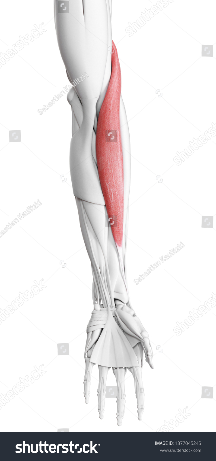 3d Rendered Medically Accurate Illustration Brachioradialis Stock ...