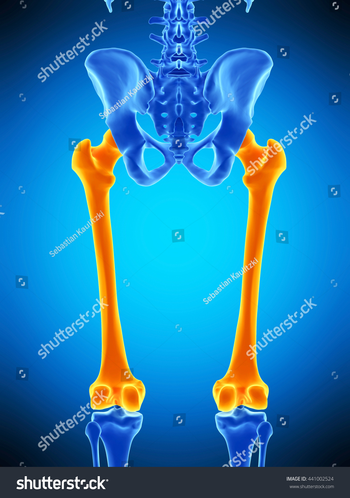 3d Rendered Medically Accurate Illustration Femur Stock Illustration 441002524 3351