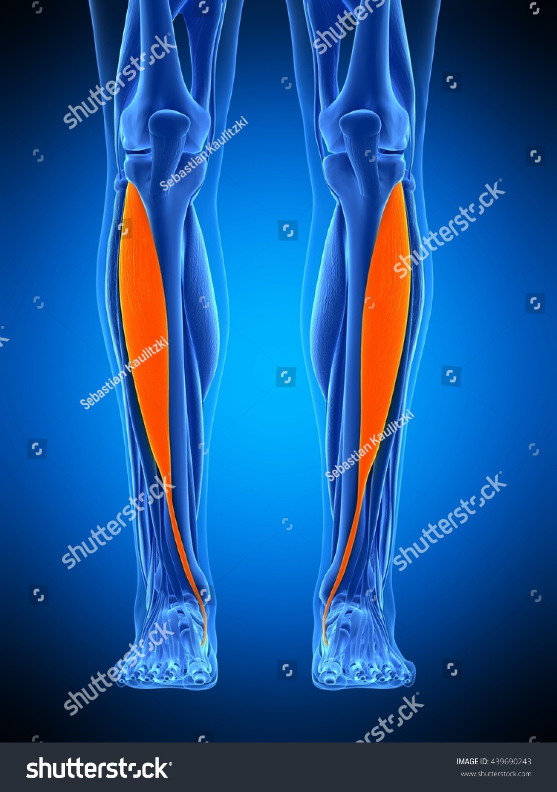 3d Rendered, Medically Accurate Illustration Of The Tibialis Anterior 