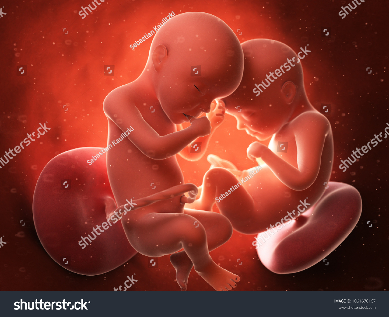 448 Womb Twins Images, Stock Photos & Vectors | Shutterstock