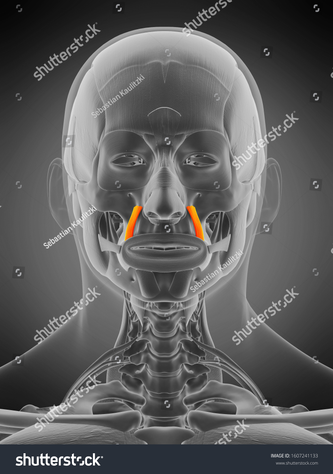 3d Rendered Medically Accurate Muscle Anatomy Stock Illustration 1607241133