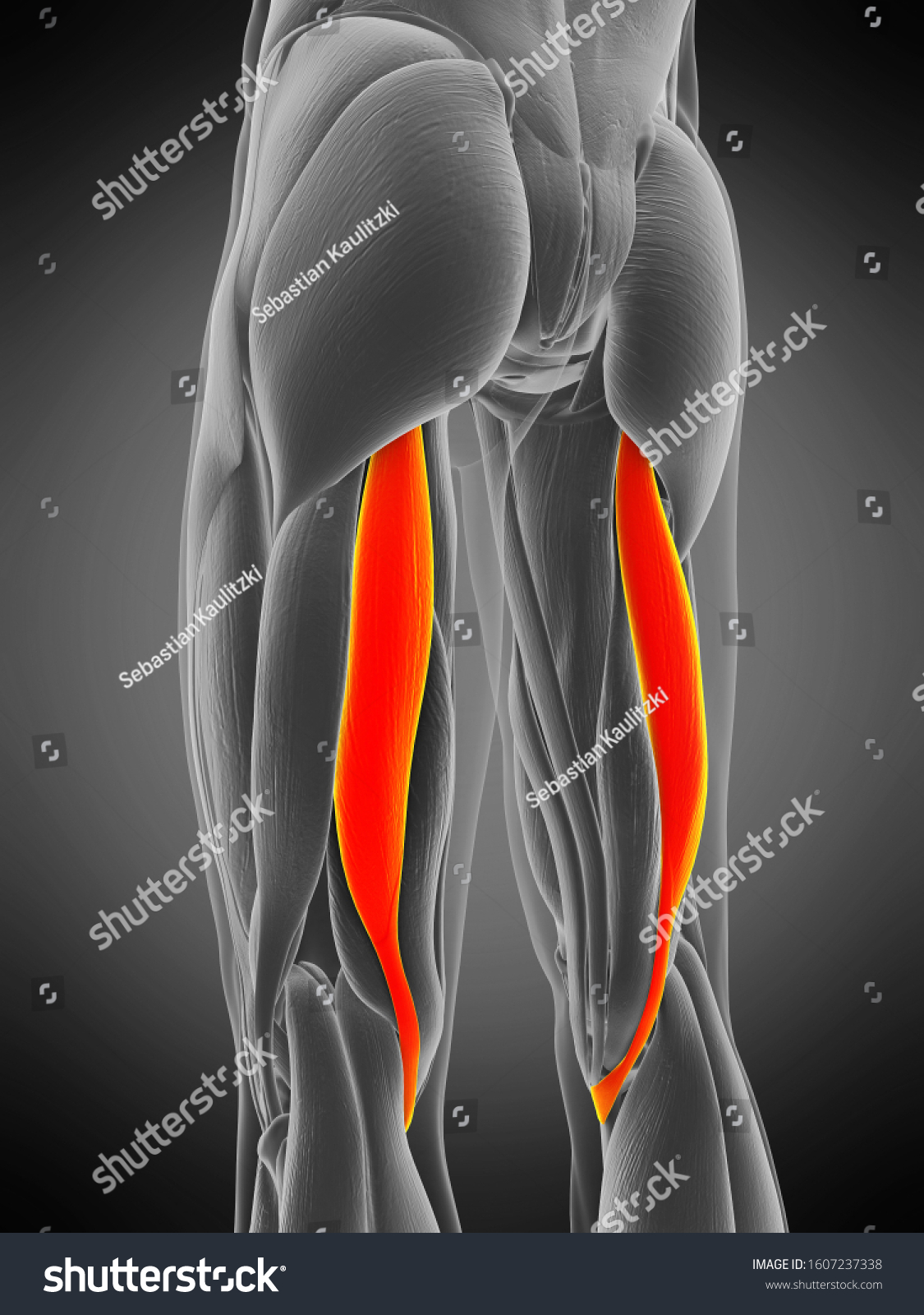 3d Rendered Medically Accurate Muscle Anatomy Stock Illustration 1607237338 3628