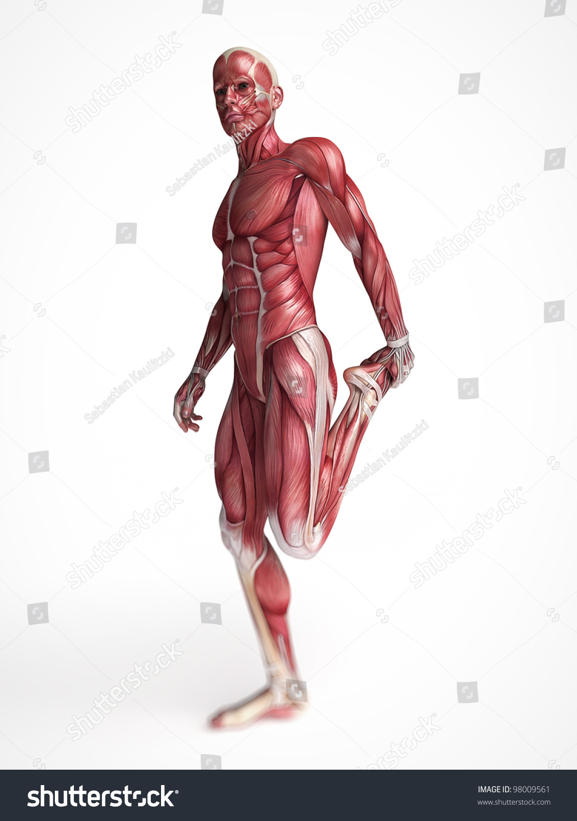 3d Rendered Scientific Illustration Males Muscles Stock Illustration ...