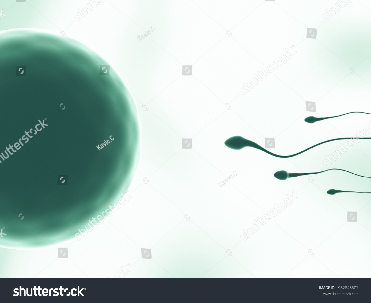 3d Rendering Green Tone Sperm Egg Stock Illustration 1962846607 ...