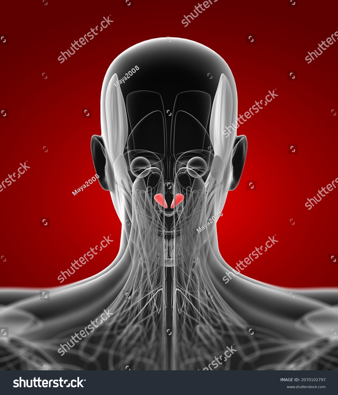 3d Rendering Medical Illustration Rectus Capitis Stock Illustration 2070102797 3765