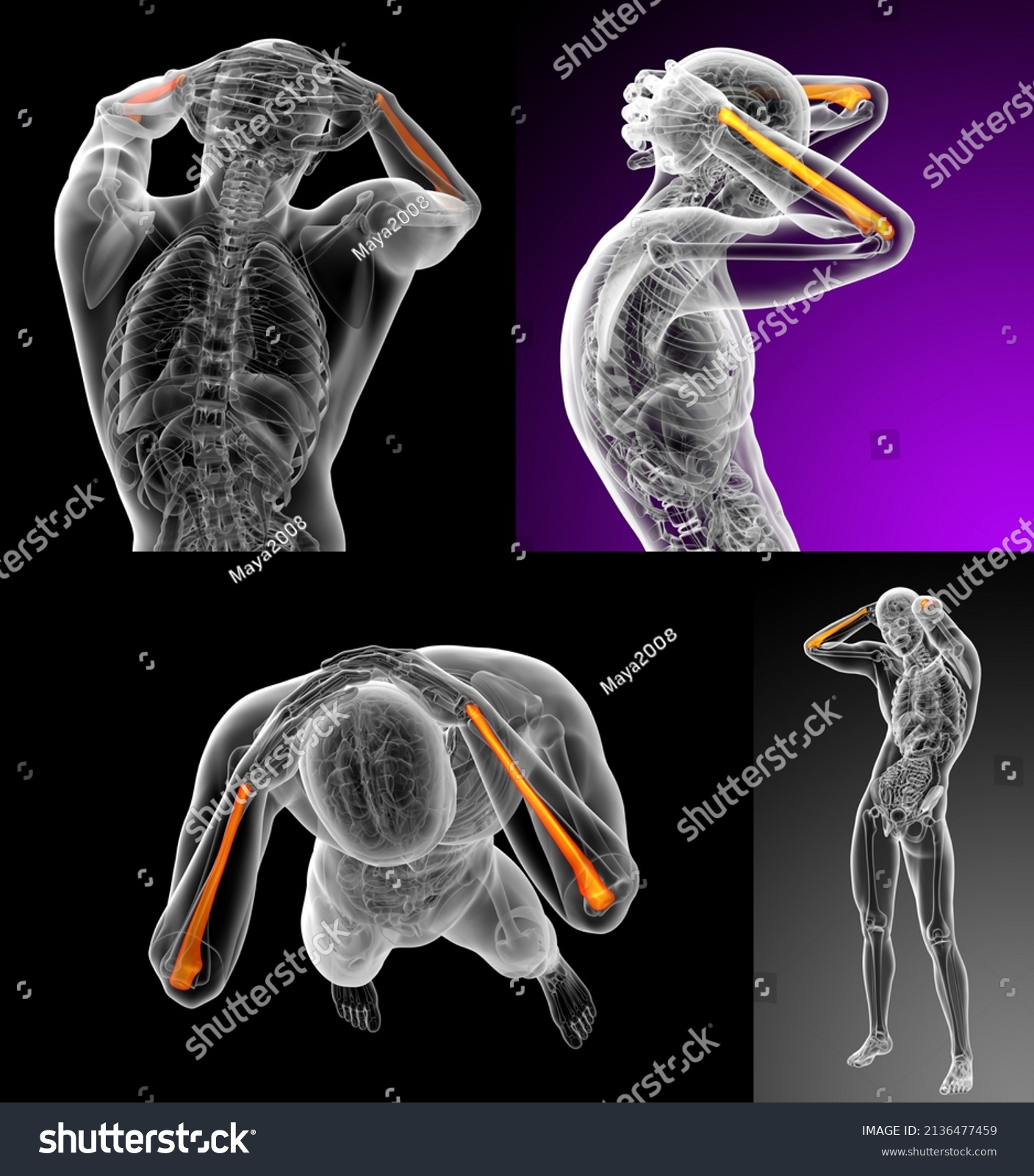 3d Rendering Medical Illustration Ulna Bone Stock Illustration ...