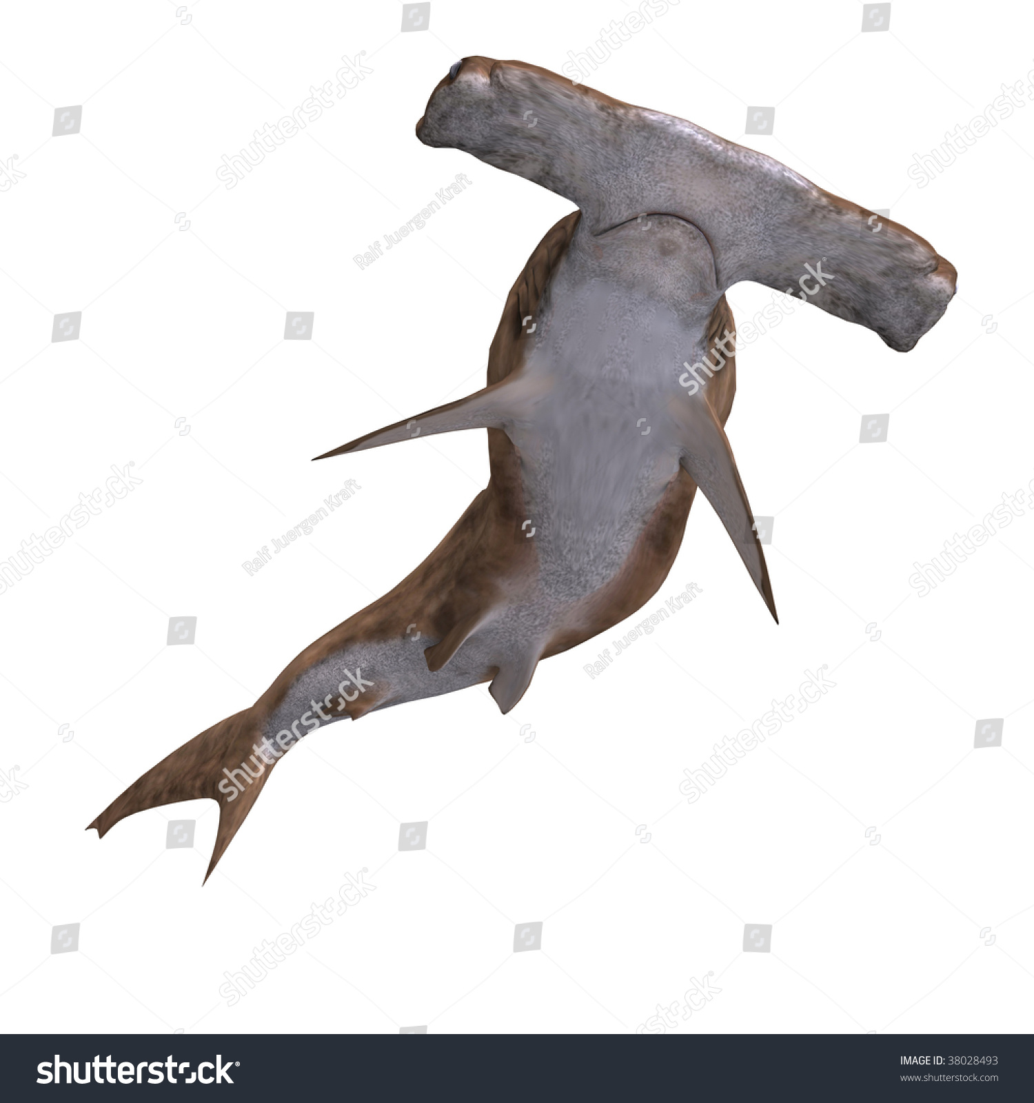 3d Rendering Hammerhead Shark Clipping Path Stock Illustration 38028493 ...