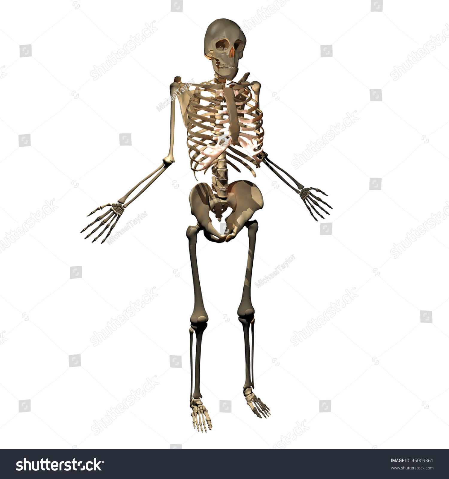 3d Rendering Of A Human Skeleton Stock Photo 45009361 : Shutterstock