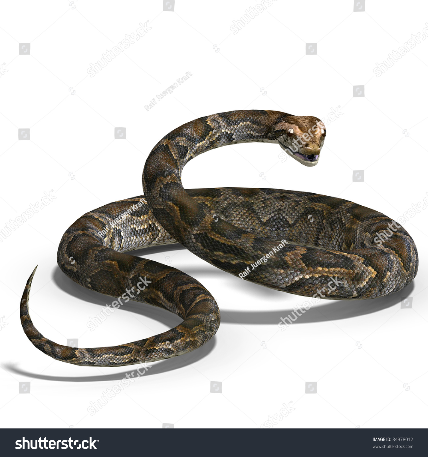 3d Rendering Of A Royal Python With Clipping Path And Shadow Over White ...