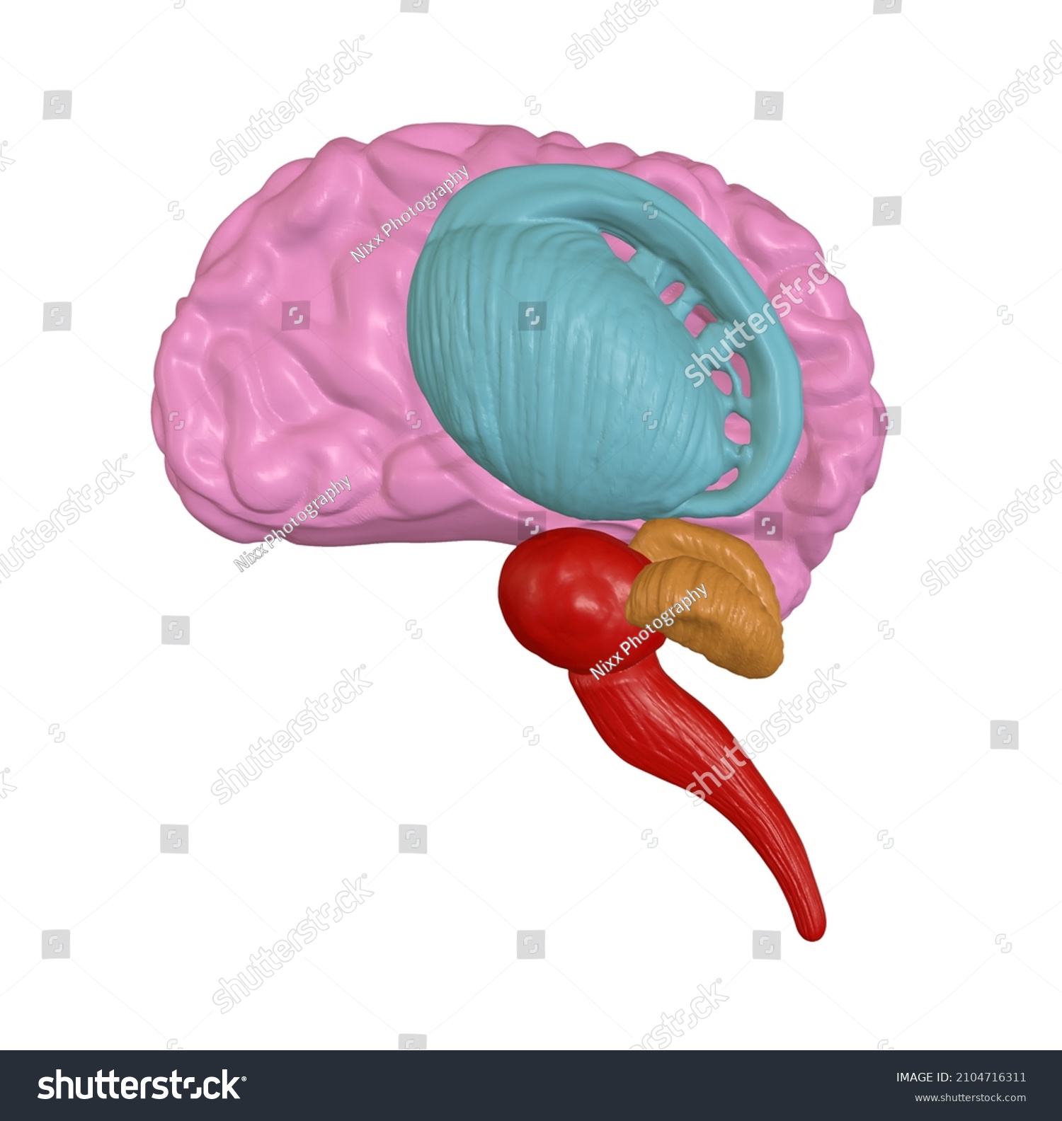 3d Rendering Human Brain Stock Illustration 2104716311 | Shutterstock