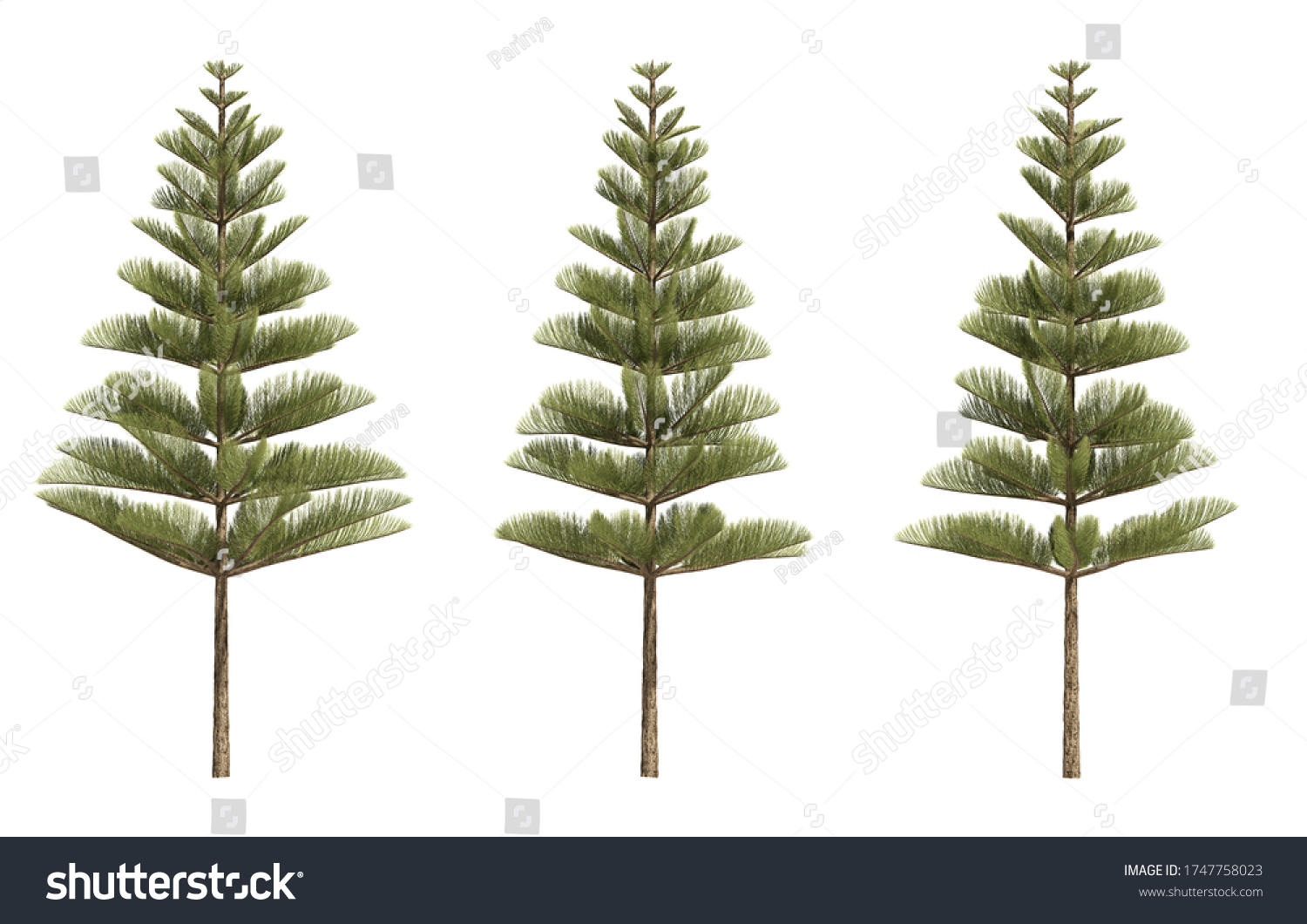 3d Rendering Norfolk Island Pine Stock Illustration 1747758023