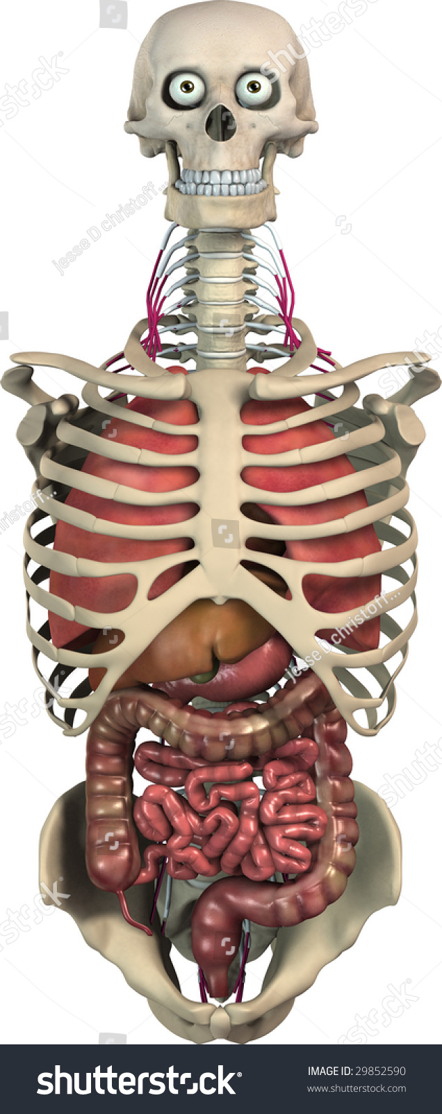 3d Rendering Skeleton Torso Skull Organs Stock Illustration 29852590 ...