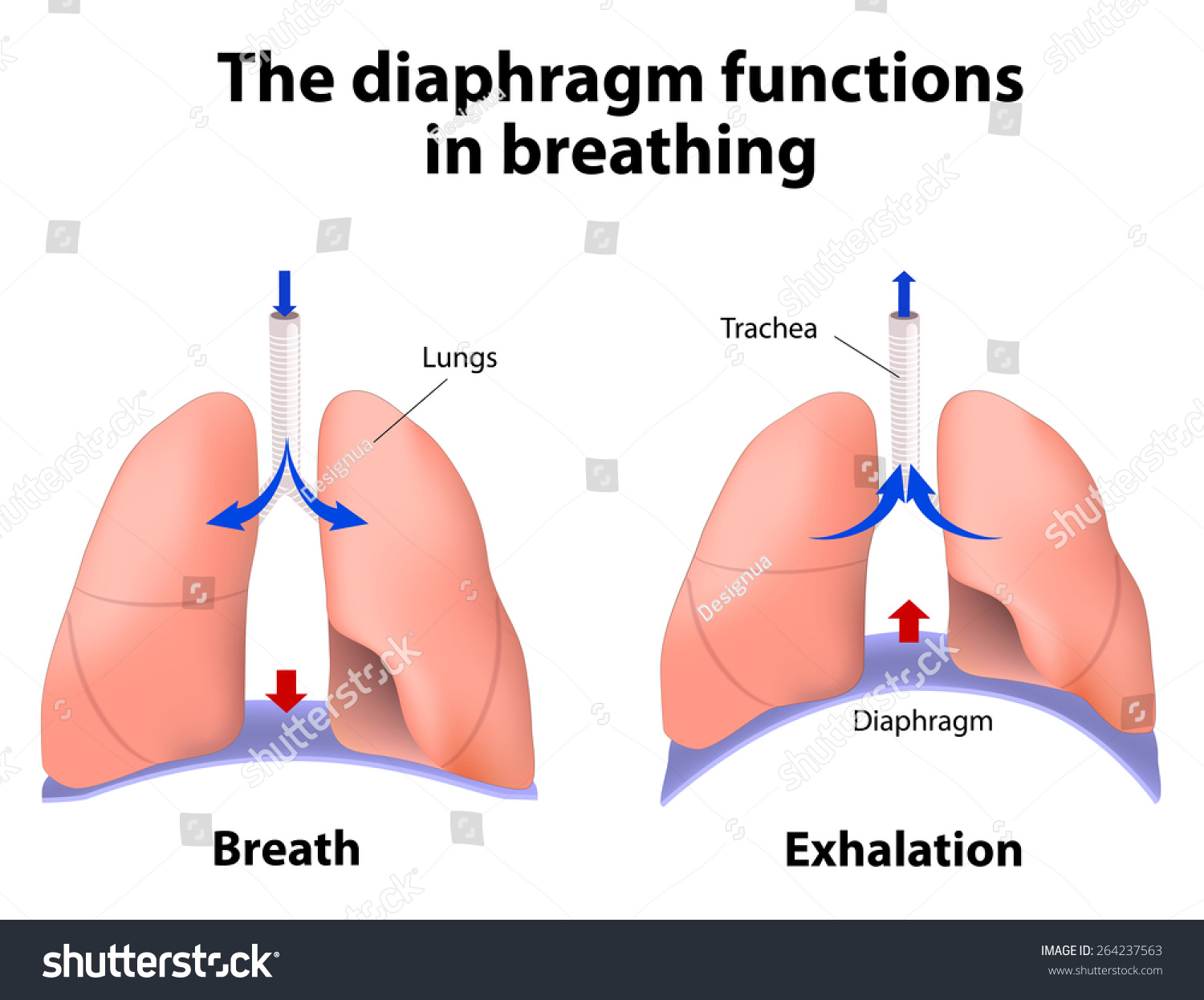 Diaphragm Functions Breathing Breath Exhalation Enlarging Stock ...