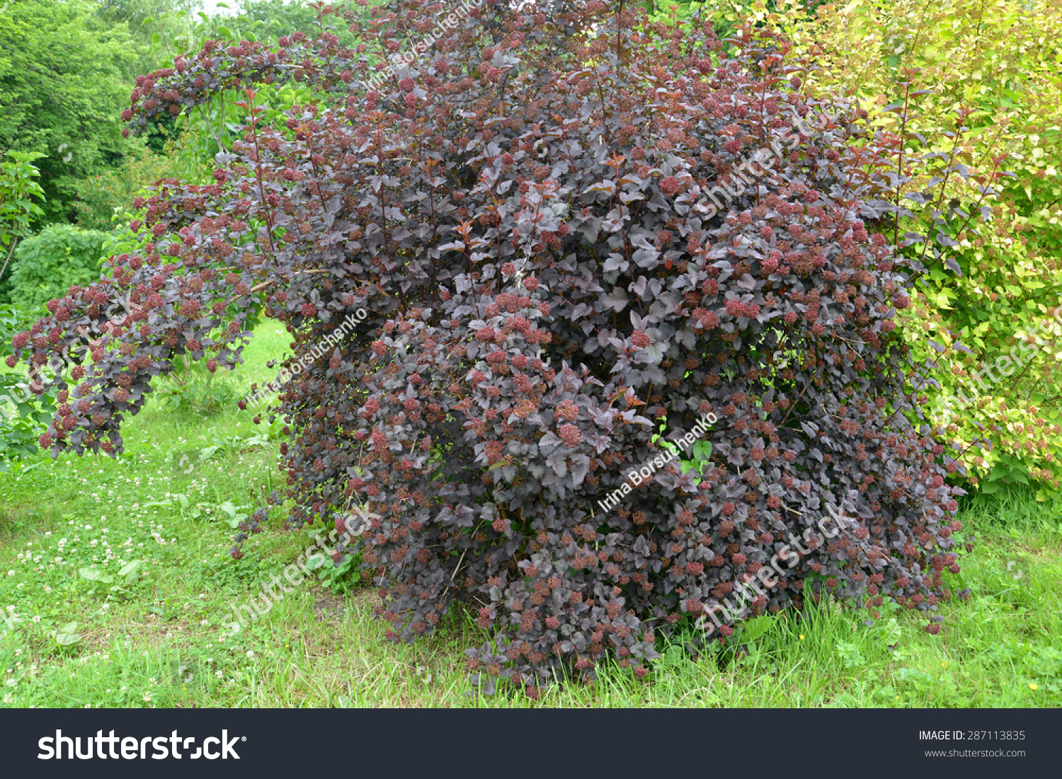 Dwarf Ninebark (Physocarpus Opulifolius Kuntze), Diabolo Grades (Or ...