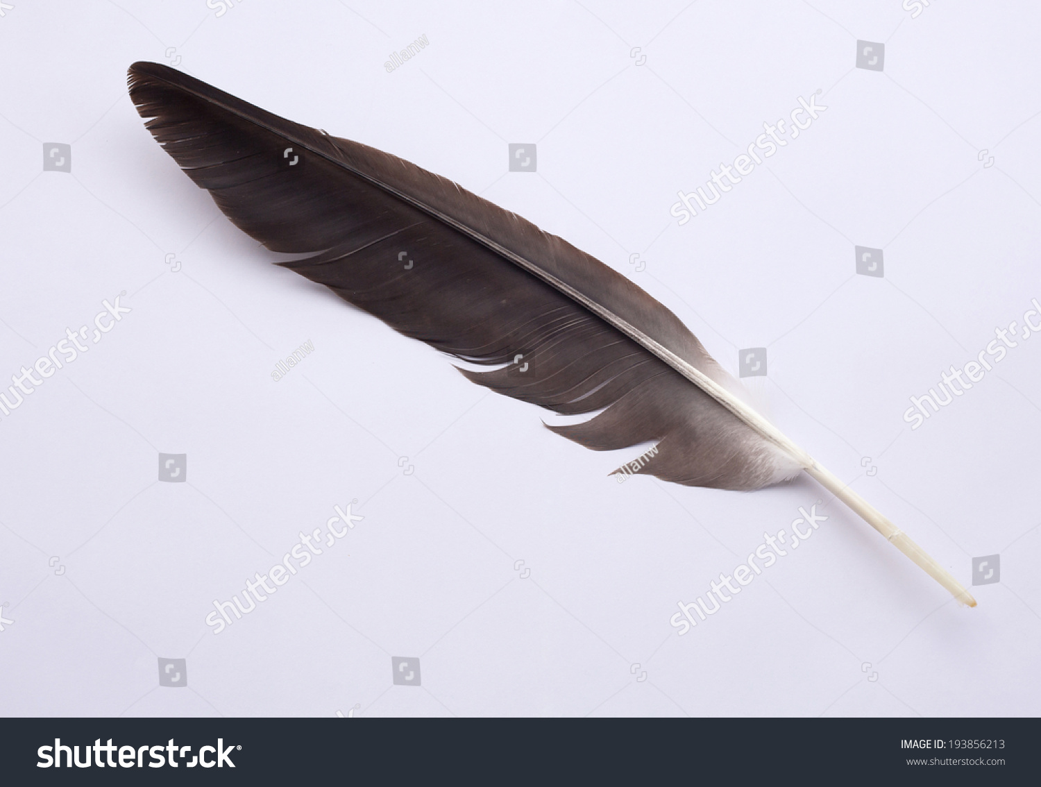 Eagle Feather Illustration