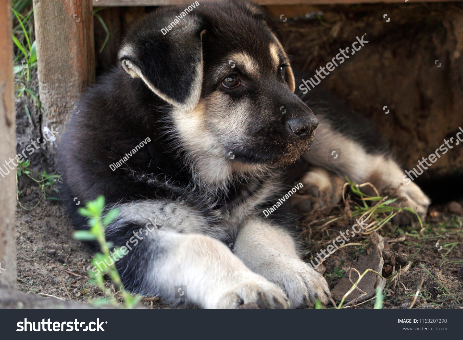 Eastern European Shepherd Puppy Stock Photo Edit Now 1163207290