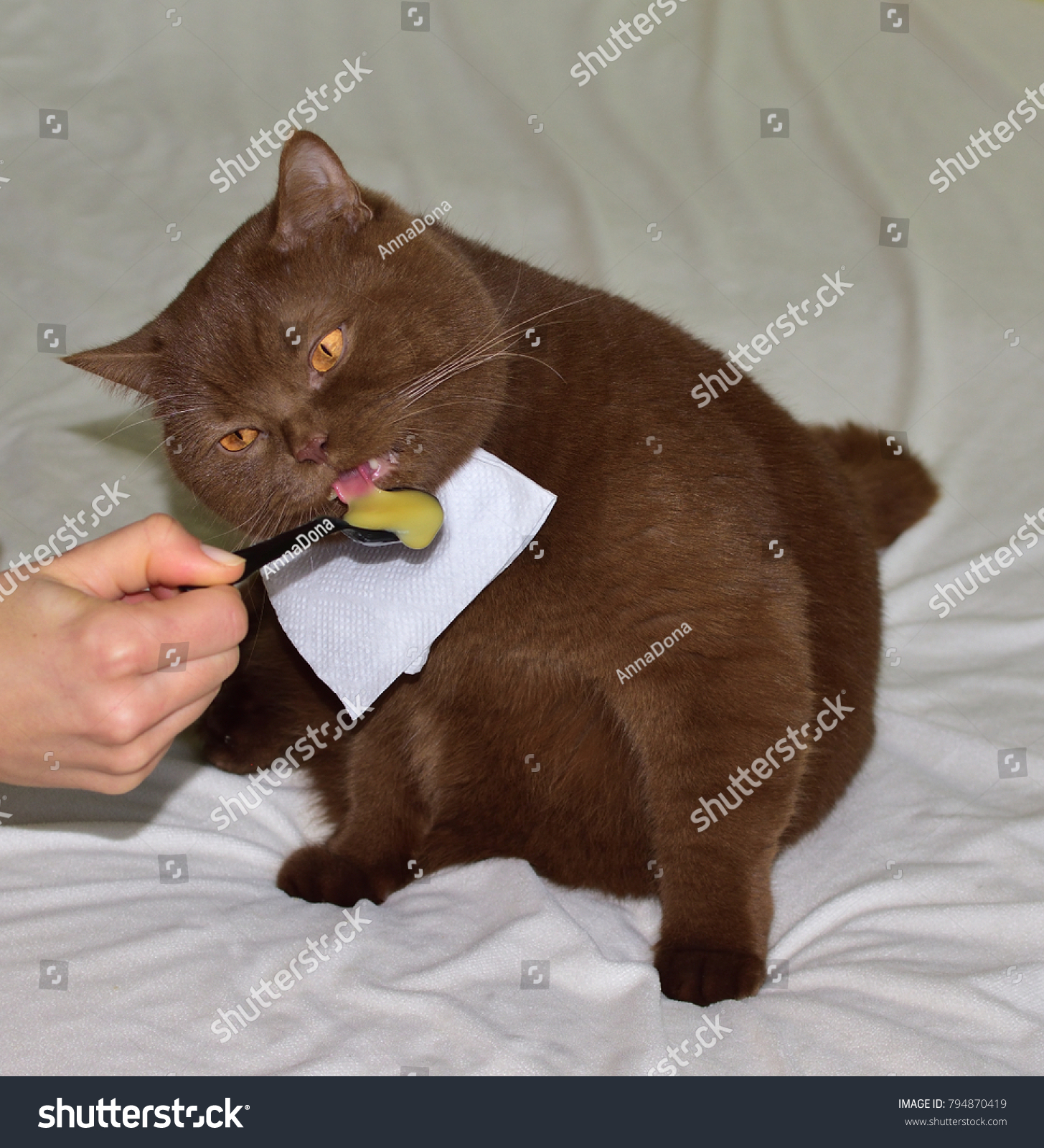 Elegant British Short Hair Cinnamon Cat Stock Image Download Now