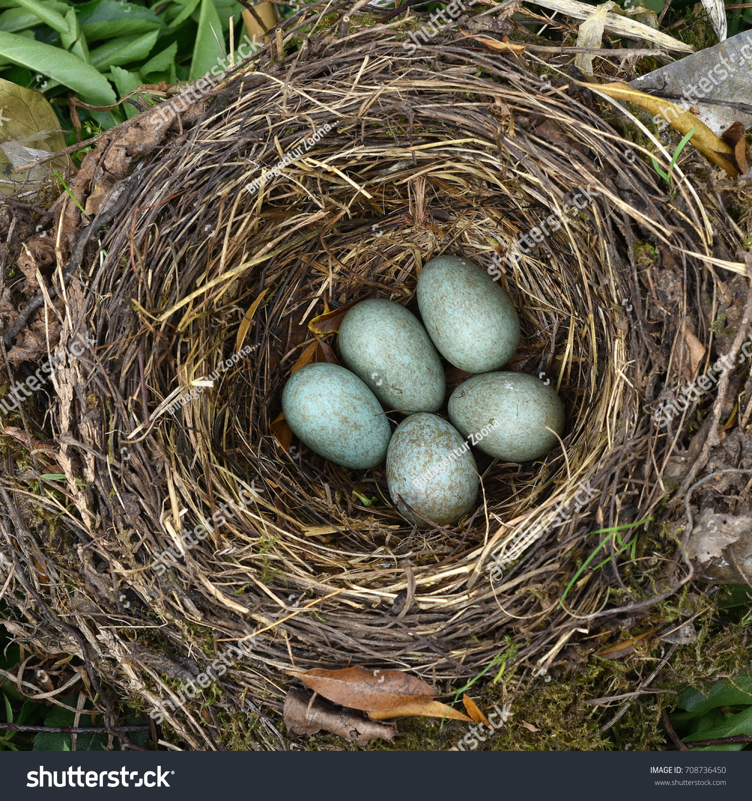 Eurasian Blackbird Eggs Stock Photo (Edit Now) 708736450