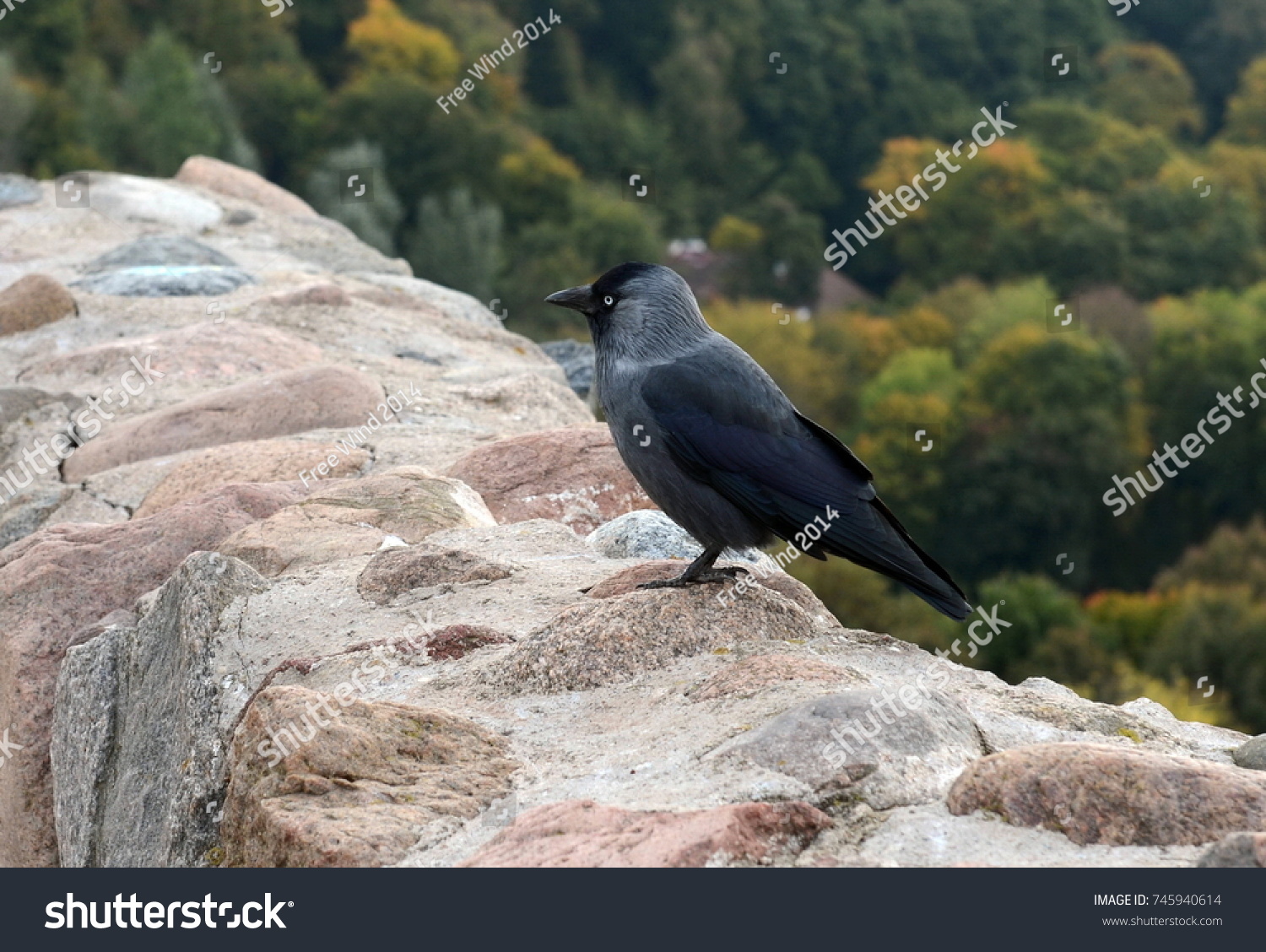 Common Black Raven By Mountain River Stock Photo (Edit Now) 366888470