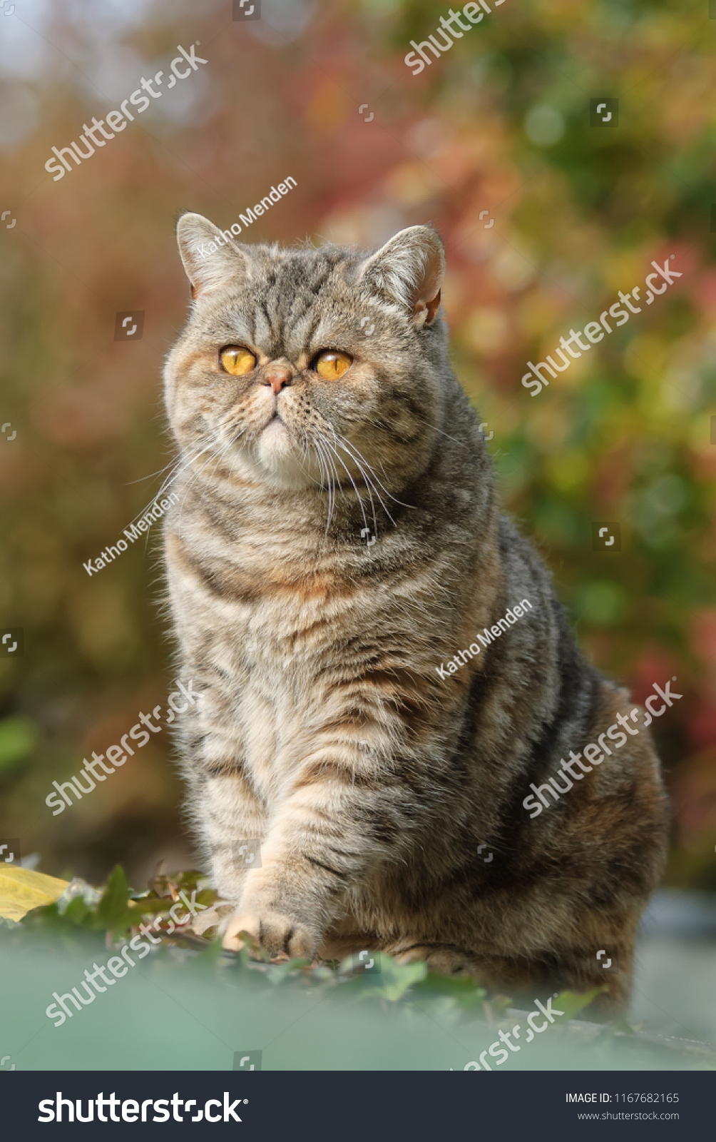 Exotic Shorthair Cat Shorthaired Persian Flat Royalty Free Stock