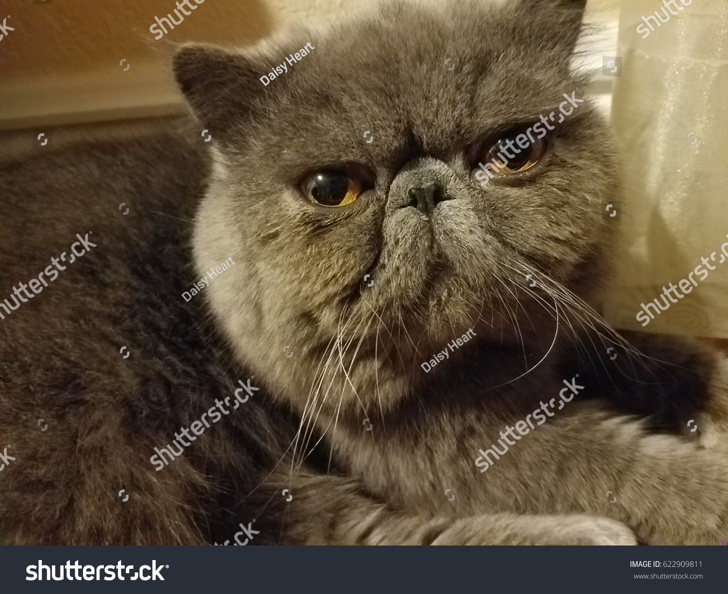 Exotic Shorthair Cat Known Shorthaired Persian Animals Wildlife