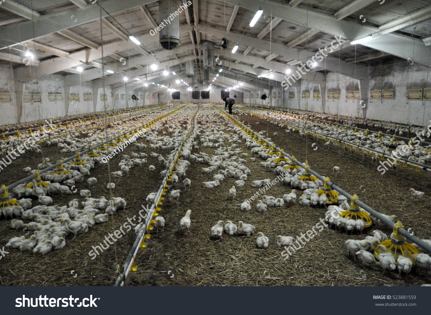 Modern poultry factory: Moscow region as a center for poultry farming 43 Modern poultry factory: Moscow region as a center for poultry farming 33