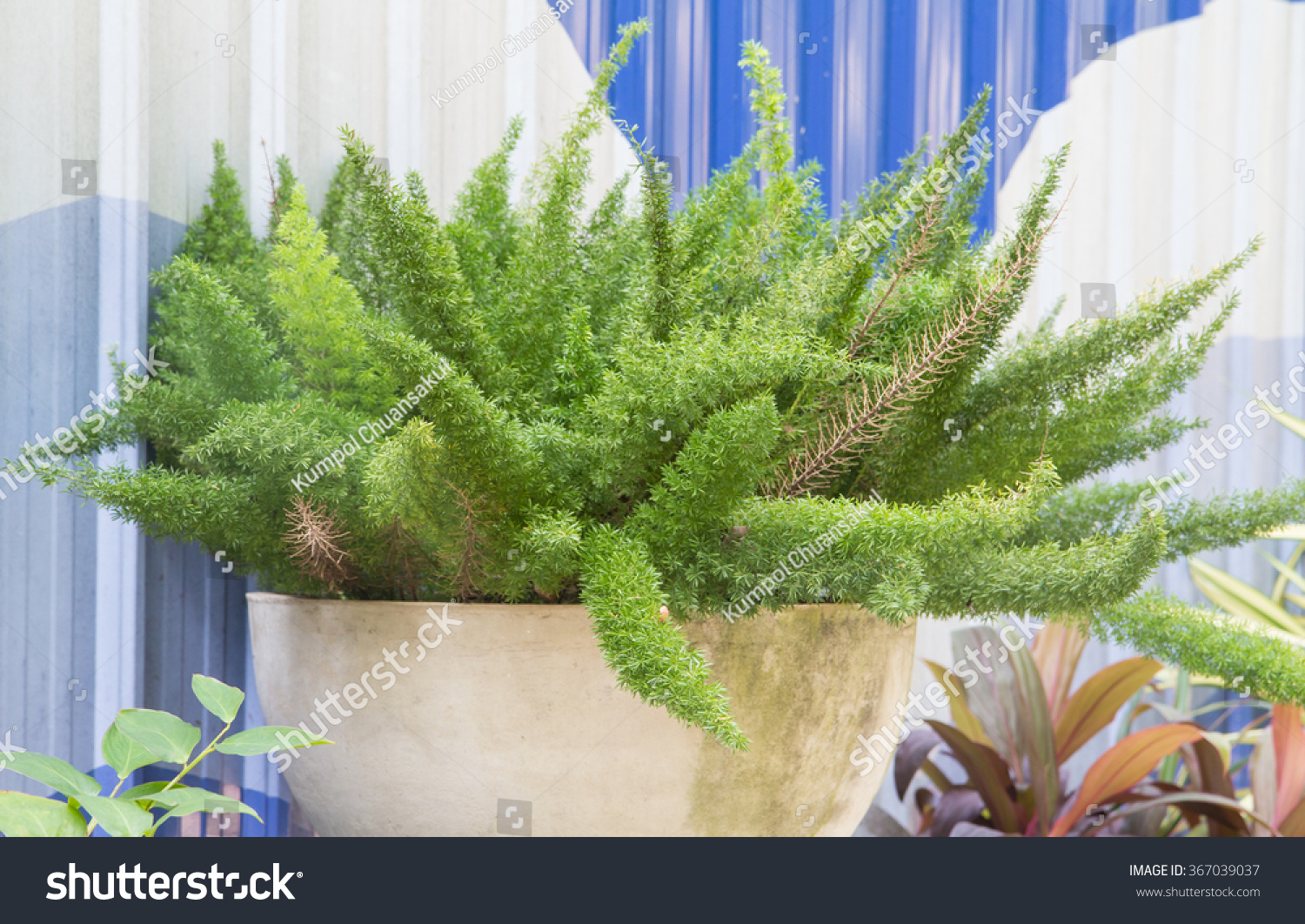 Foxtail Fern Stock Photo 367039037 : Shutterstock