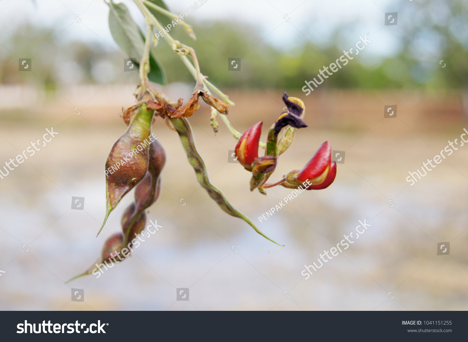 Fruits Flowers Pigeon Pea Angola Pea Stock Photo Edit Now 1041151255