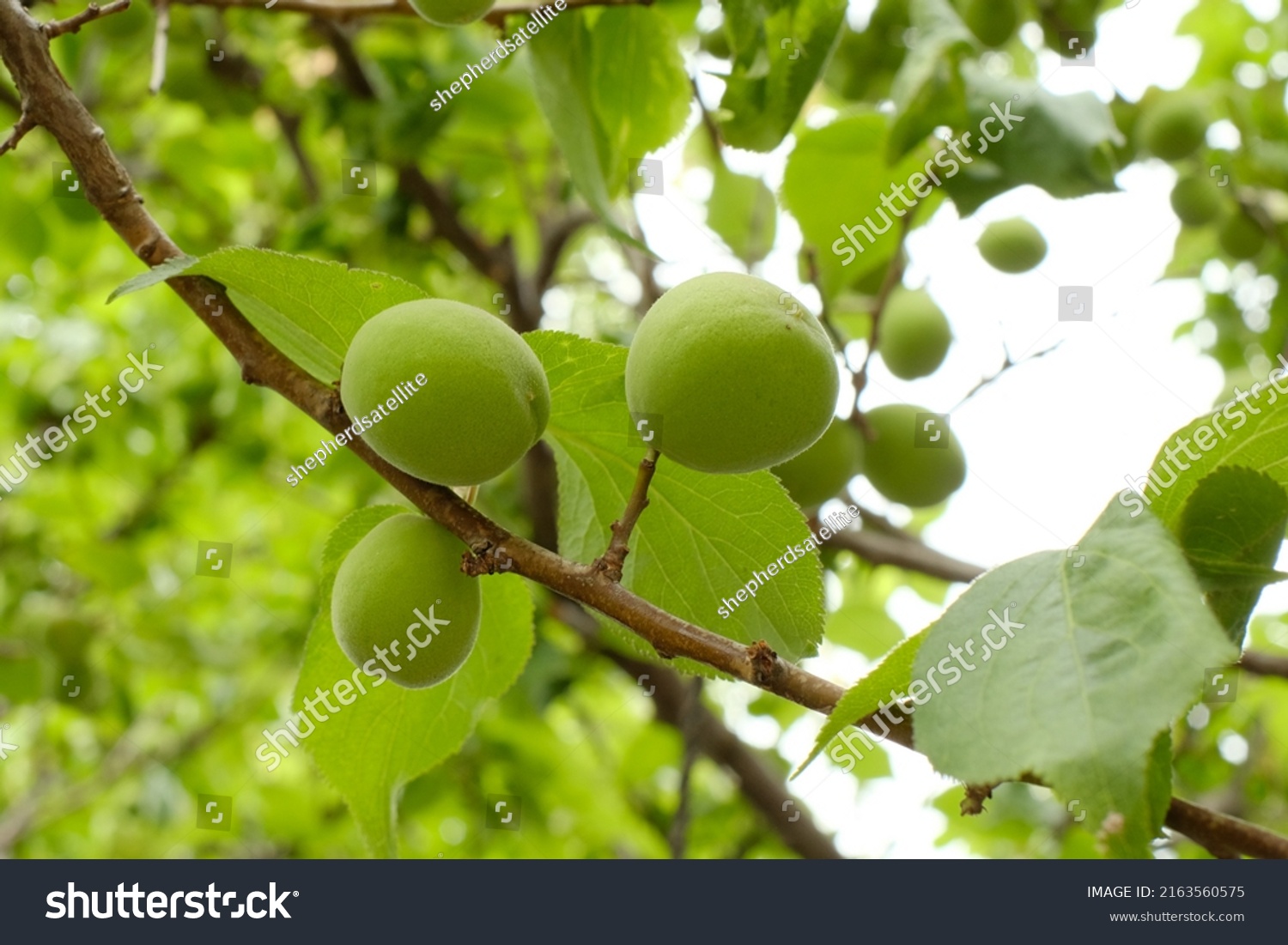 Fruits Japanese Plum Tree Stock Photo 2163560575 | Shutterstock