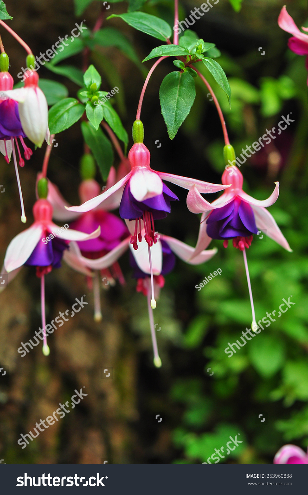 Caring for a Fuchsia Gartenmeister Bonstedt