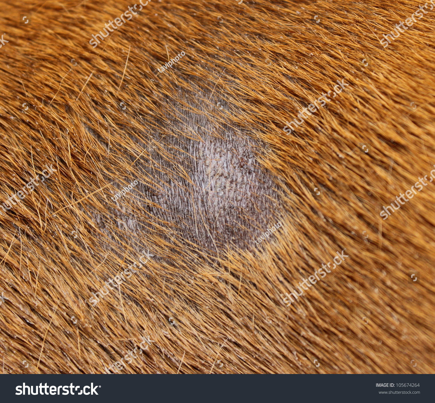 Fungus Infection Combined Staphylococcus On Dog Stock Photo 105674264 