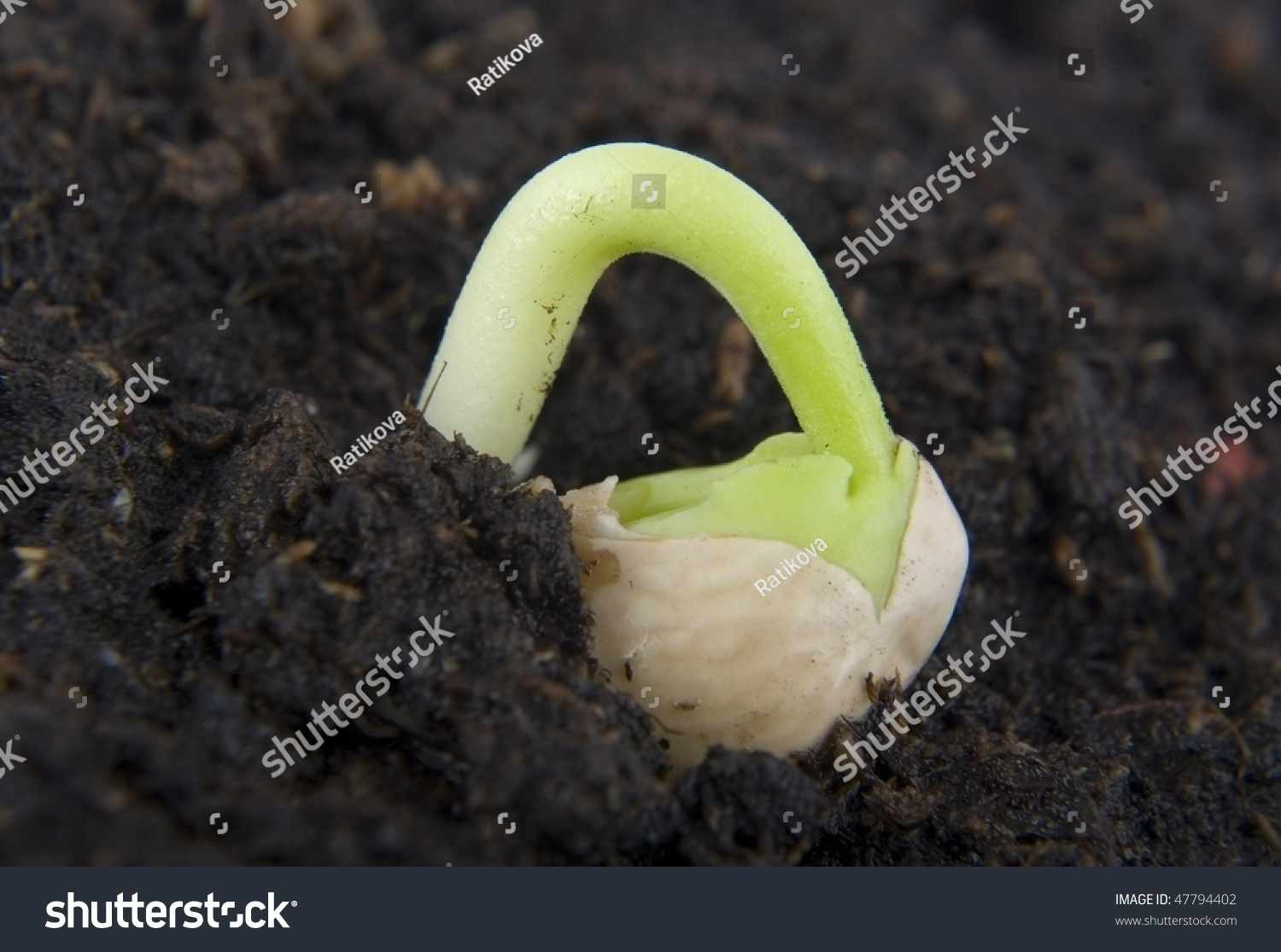 Germination Plant. Stock Photo 47794402 : Shutterstock