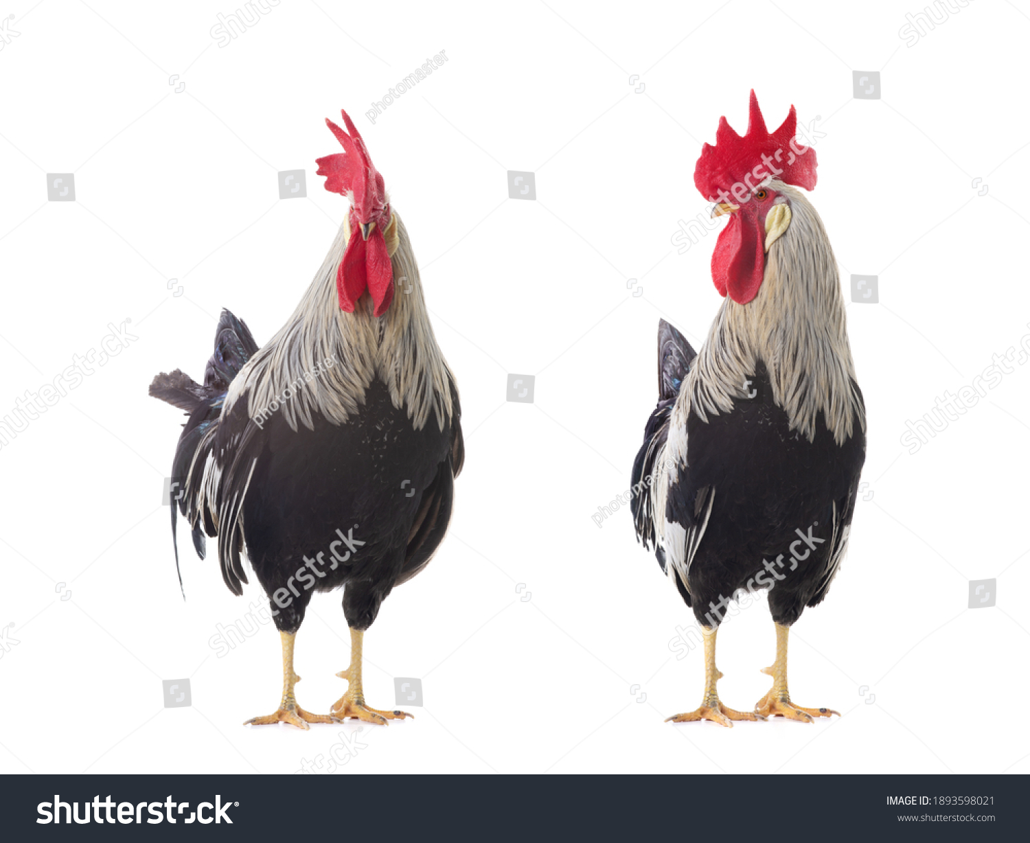 5,247 Proud chicken Images, Stock Photos & Vectors | Shutterstock