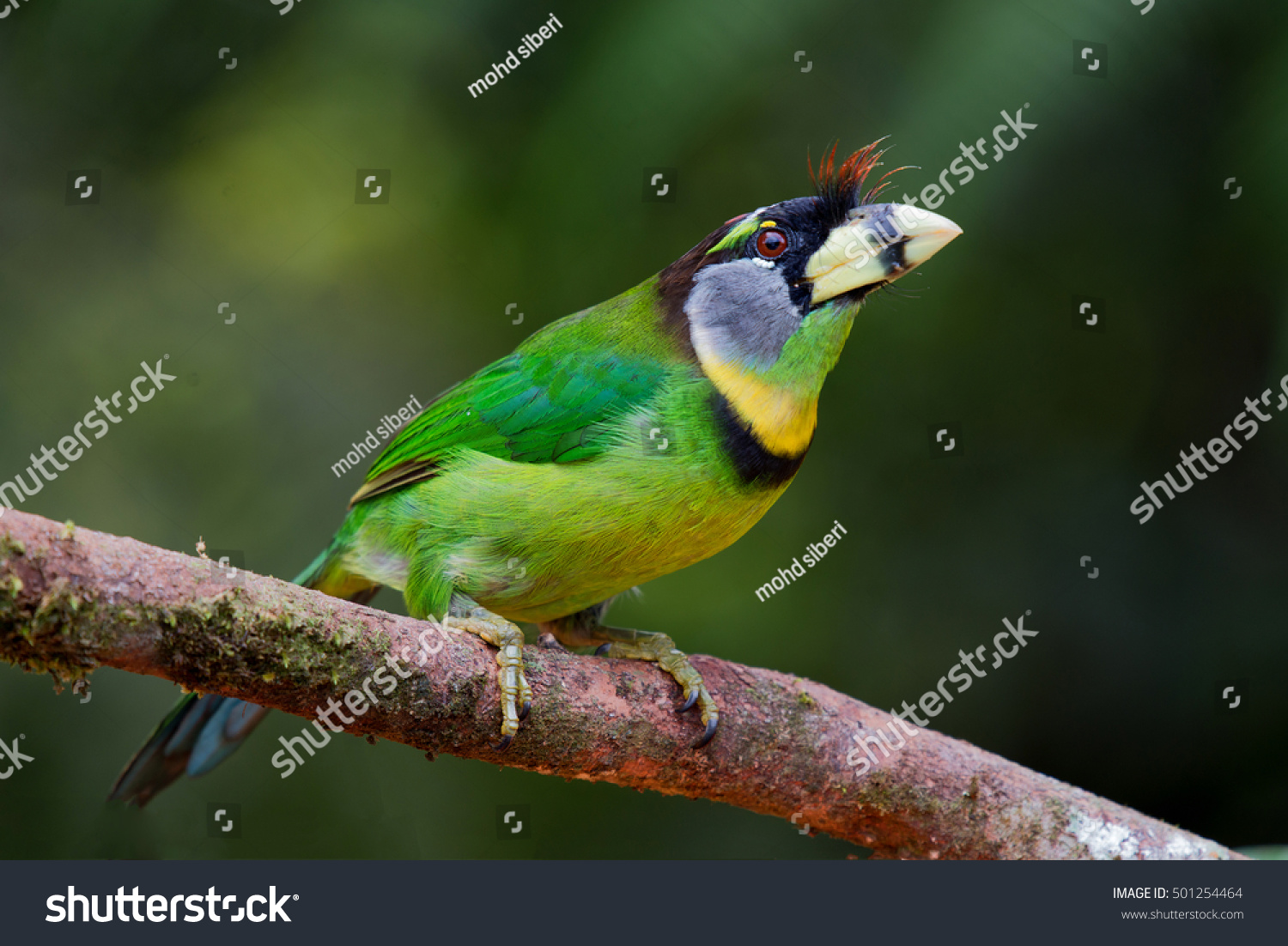 wildbird barbet