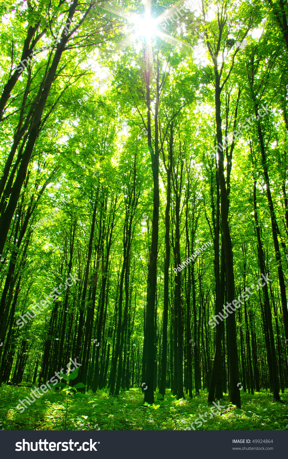 Green Forest Stock Photo 49924864 : Shutterstock