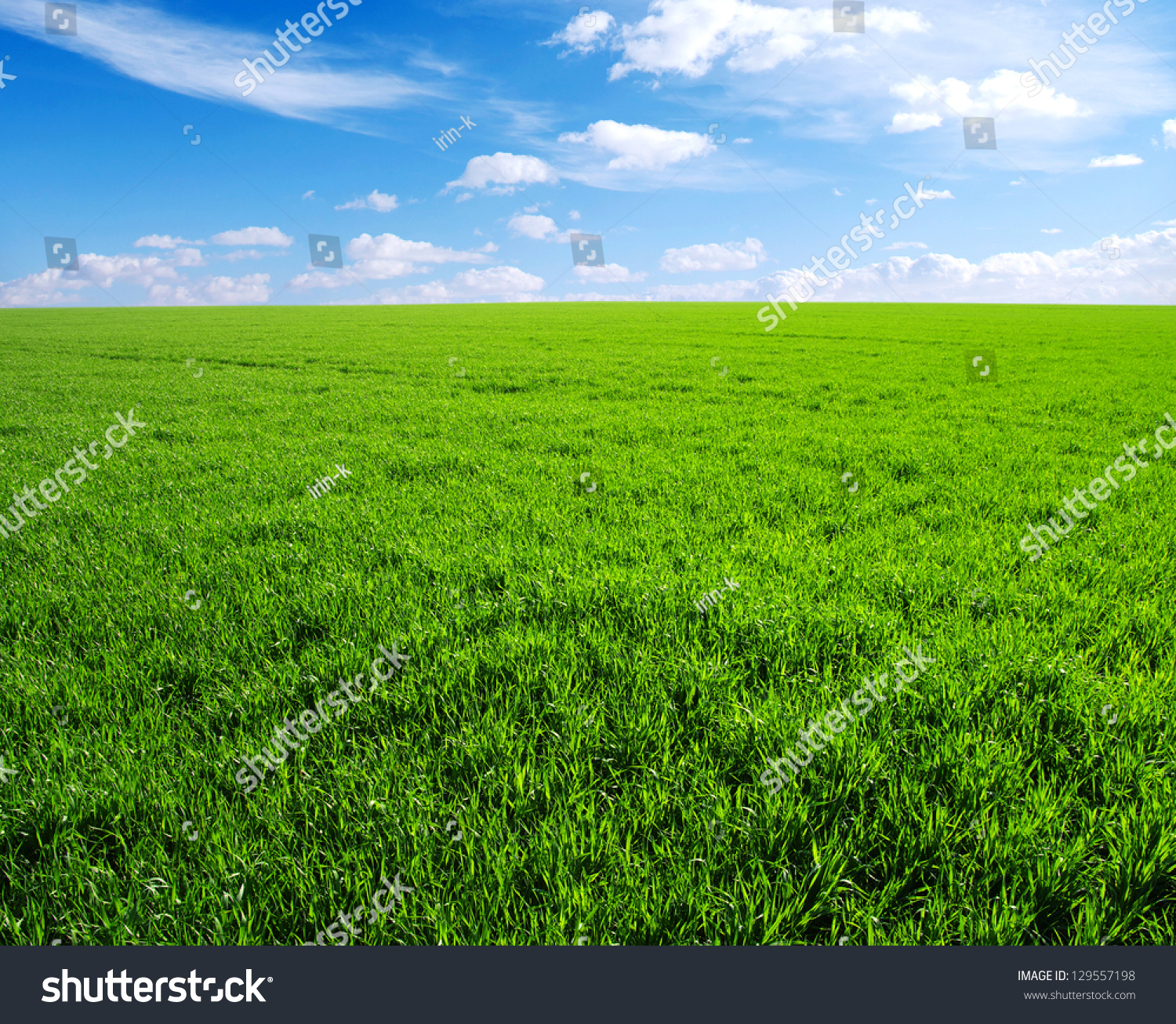 Green Grass Field Bright Blue Sky Stock Photo 129557198 - Shutterstock