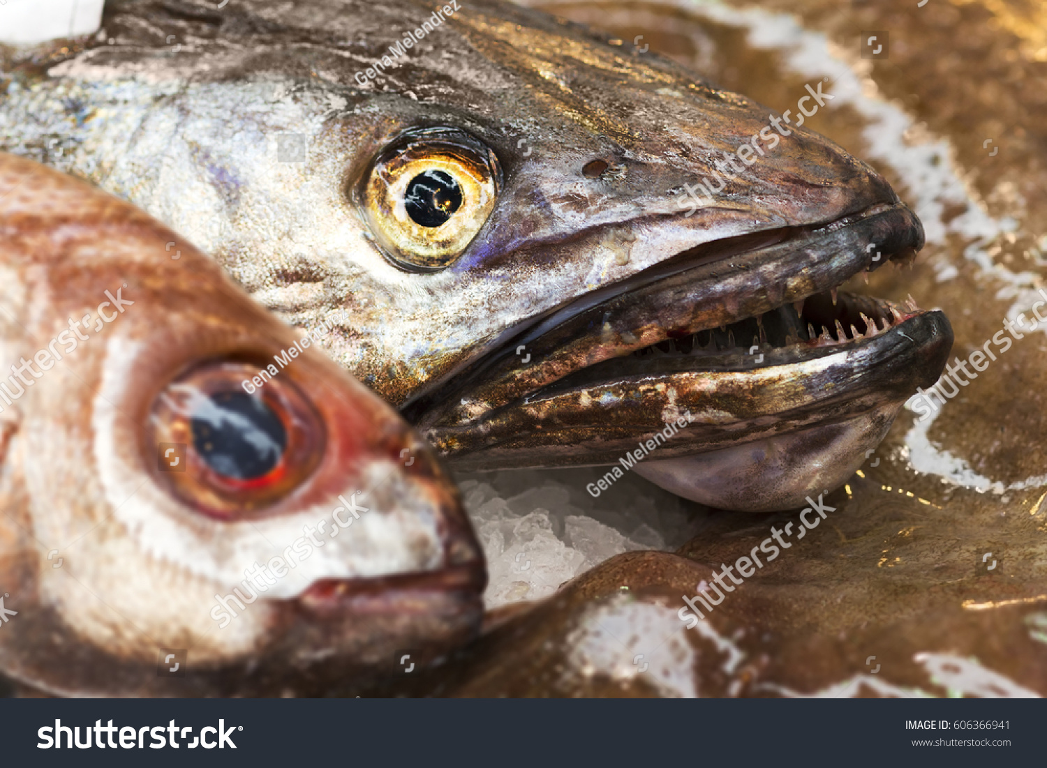 Hake Merluza Fresh Fish Market Stock Photo Edit Now