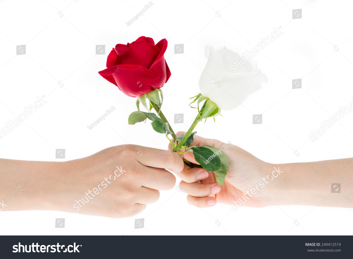 2 Hand Exchange Flowers Each Other People Holidays Stock Image