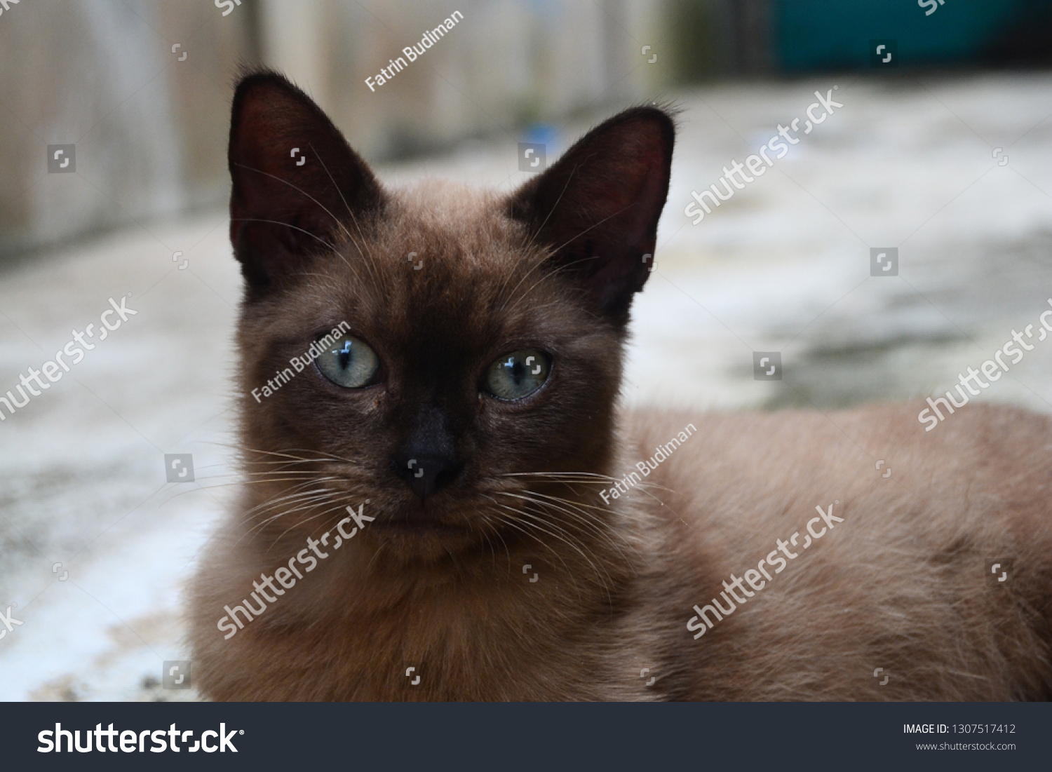 Head Brown Cat Kucing Coklat Stock Photo (Edit Now) 1307517412