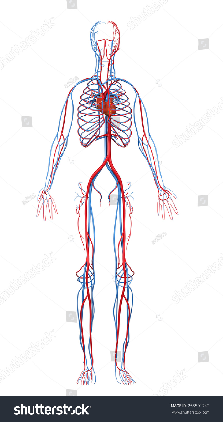 Heart Cardiovascular Circulatory Stock Illustration 255501742 ...