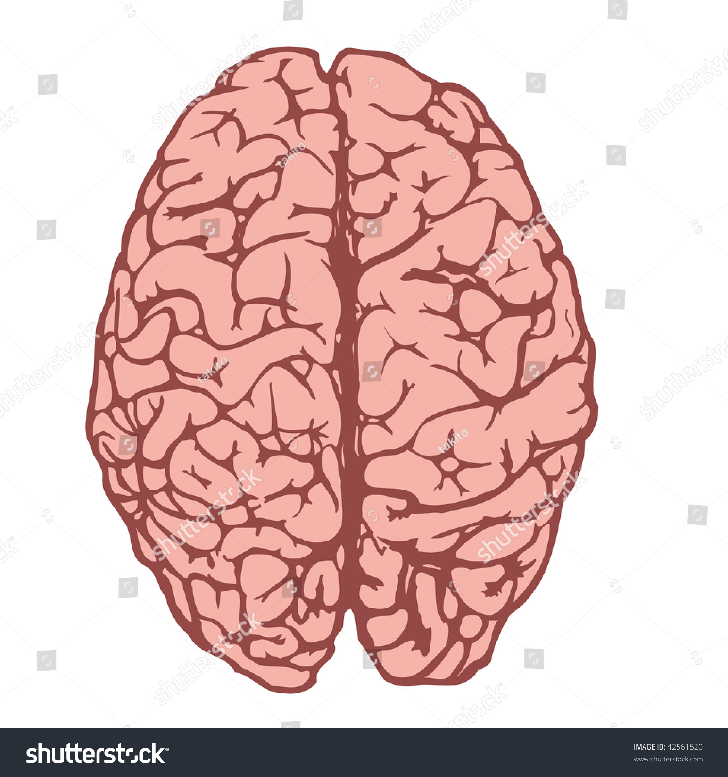 Human Brain From Above Stock Photo 42561520 : Shutterstock