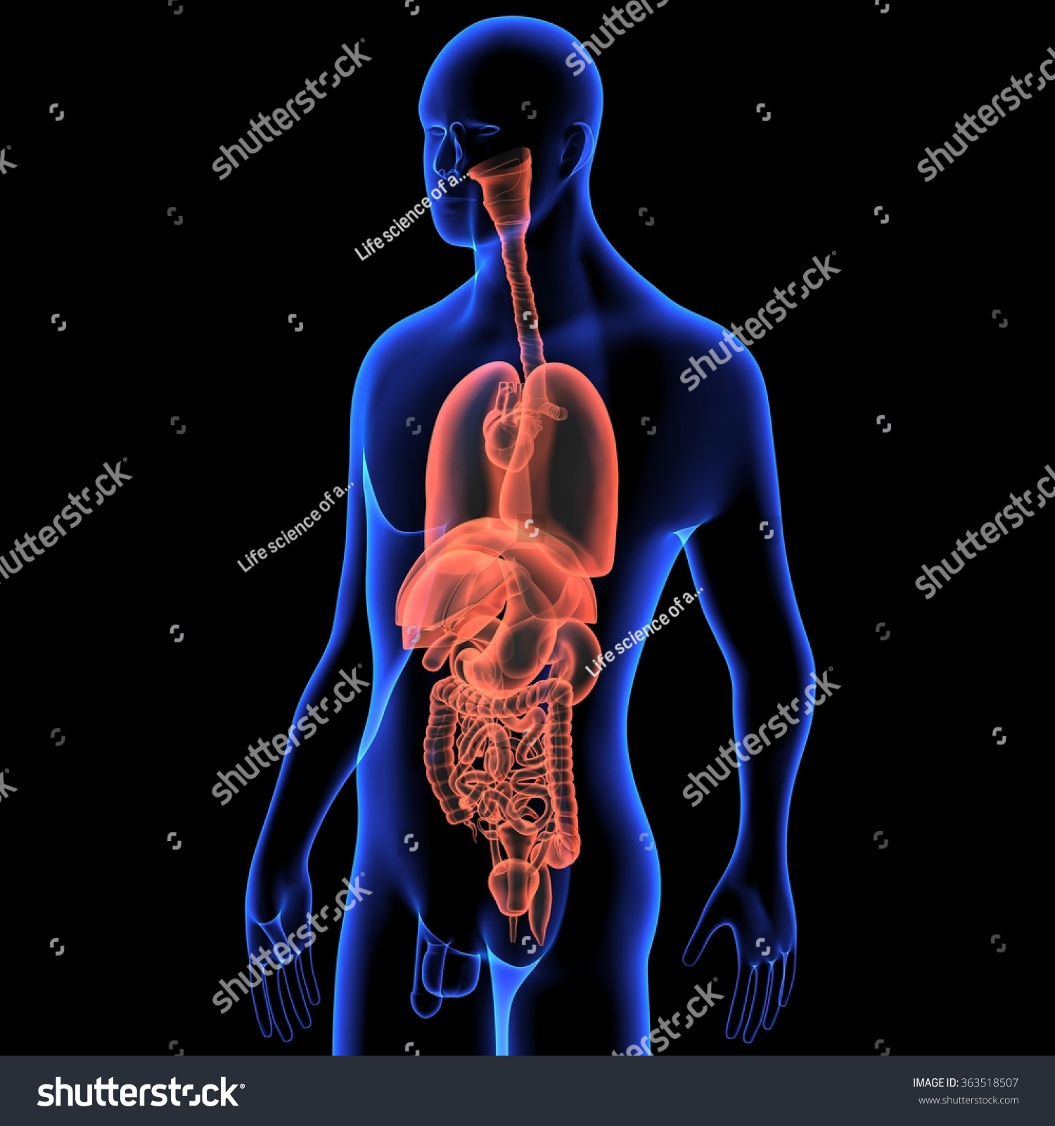 Human Organs Stock Photo 363518507 : Shutterstock