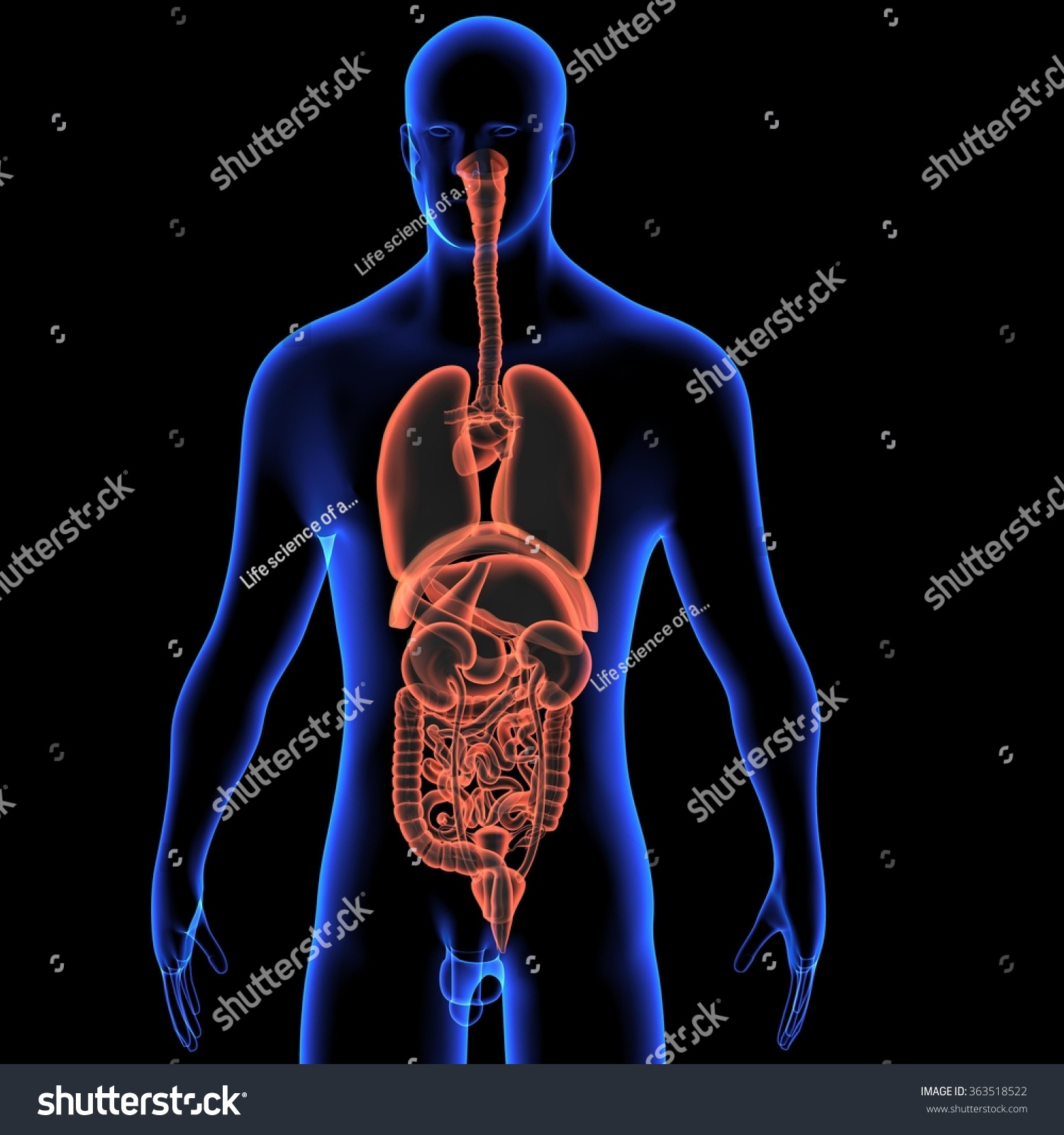 Human Organs Stock Photo 363518522 : Shutterstock