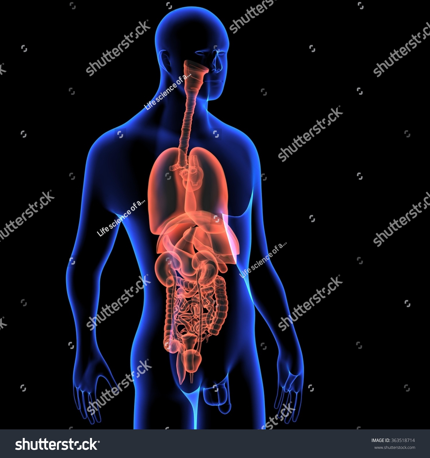 Human Organs Stock Photo 363518714 : Shutterstock