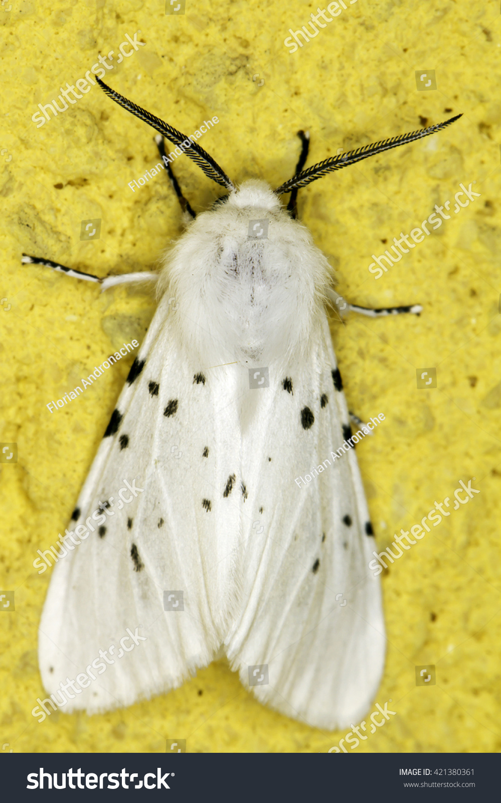 Hyphantria Cunea Fall Webworm Moth Stock Photo Edit Now 421380361