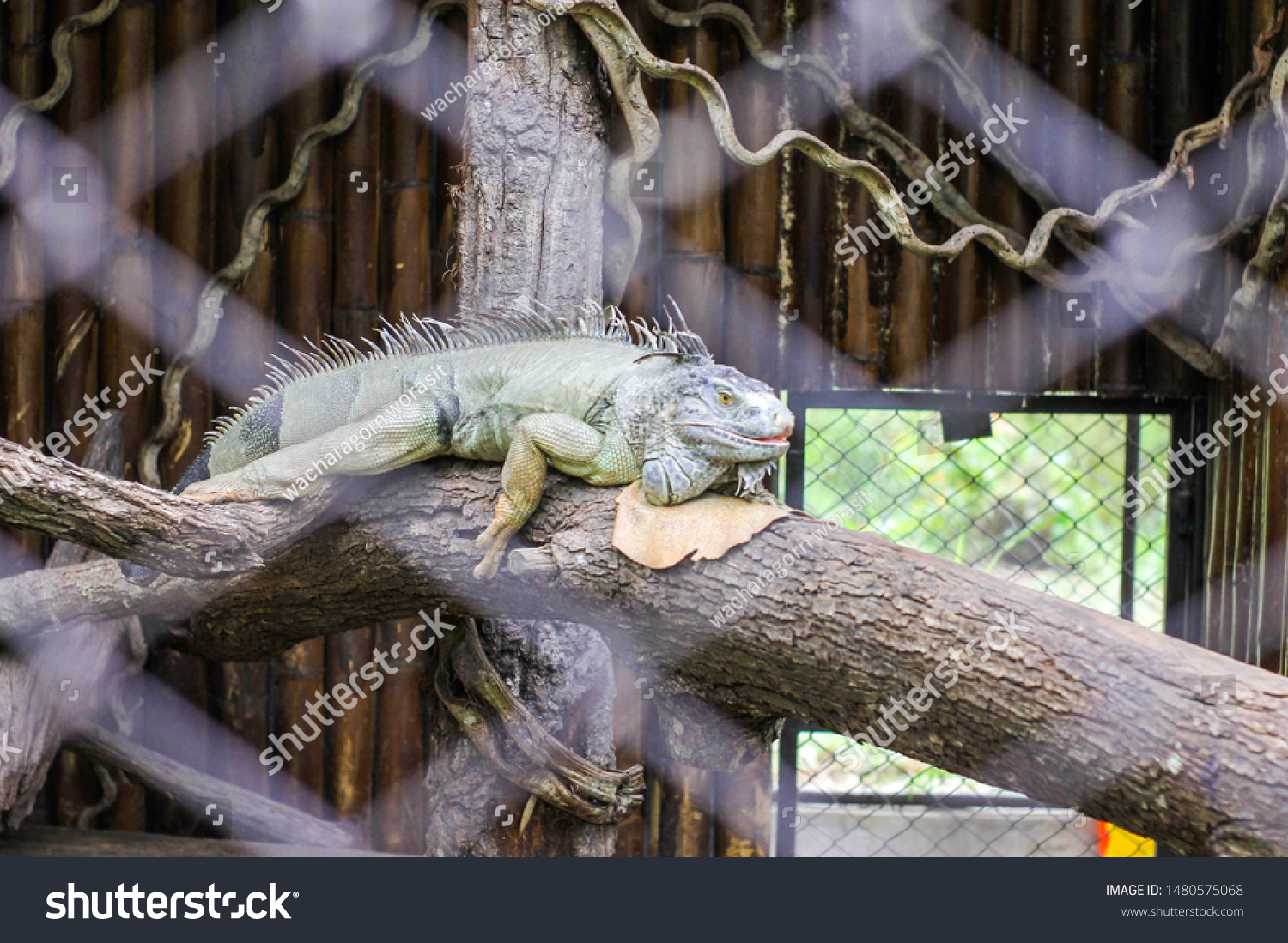 Iguana English Spanish Iguana Chameleon Genus Stock Photo Edit Now 1480575068