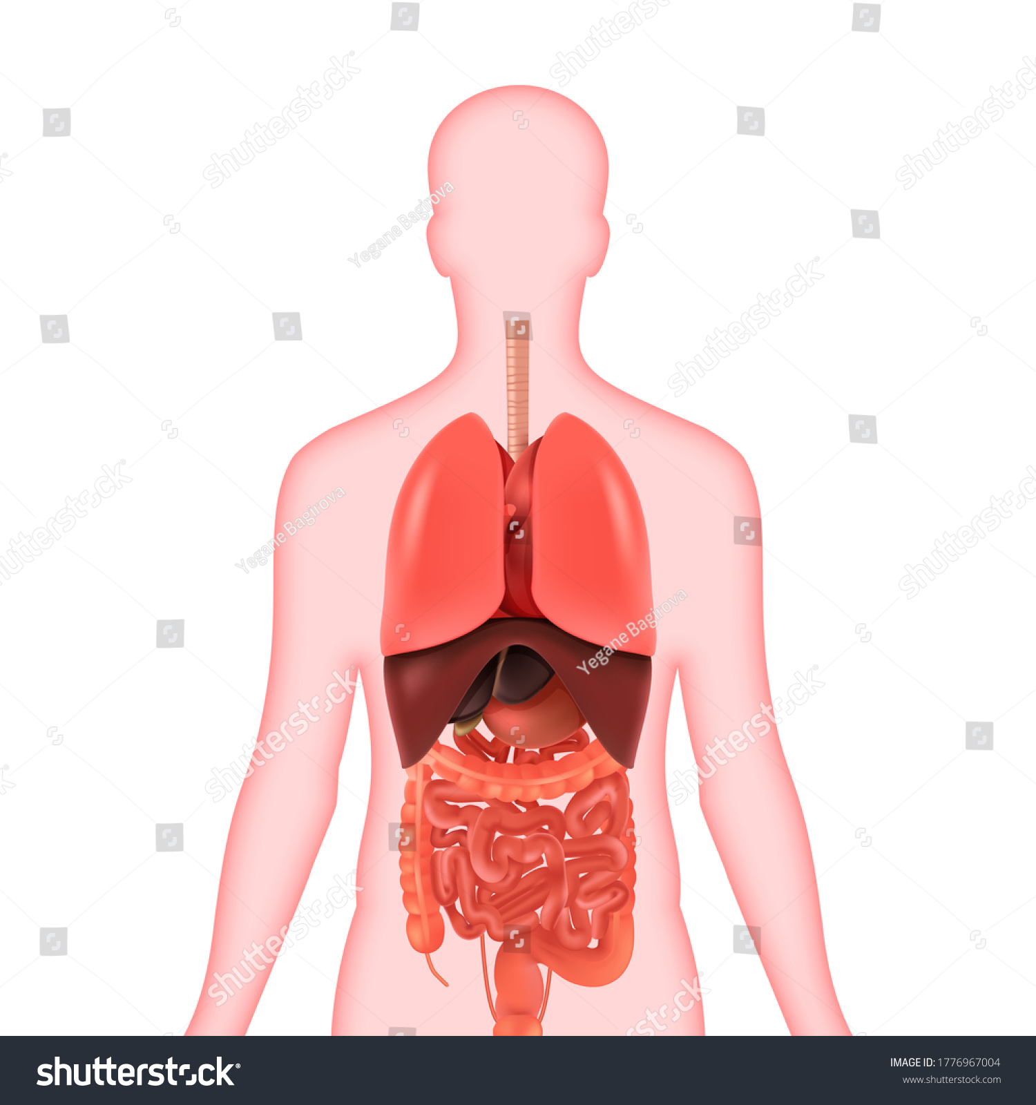 Illustration Diagram Human Anatomy Human Organs Stock Illustration ...
