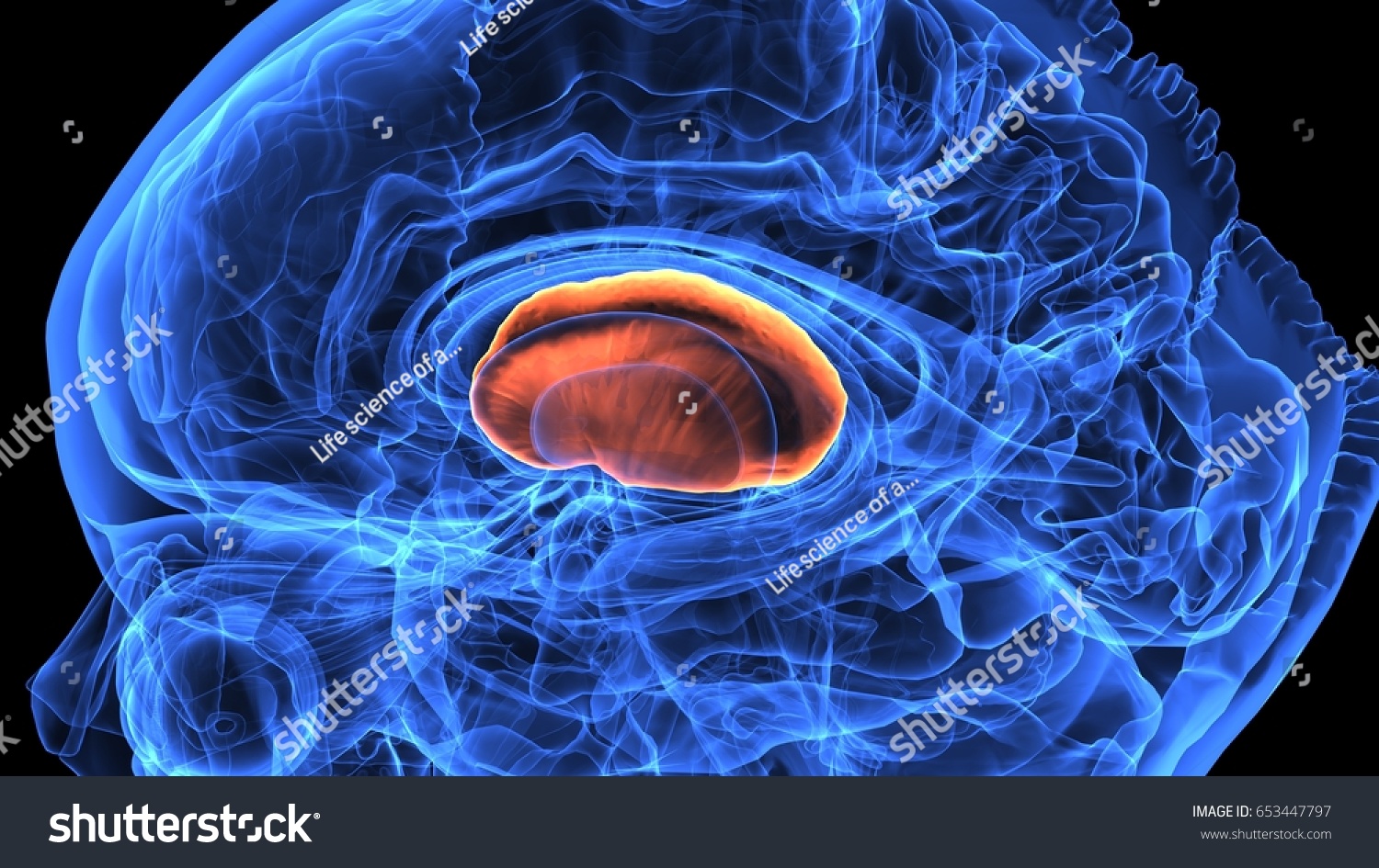 30 Illustration Human Brain Anatomy Stock Illustration 653447797 Shutterstock 30 Illustration Human Brain Anatomy Stock Illustration 653447797 Shutterstock