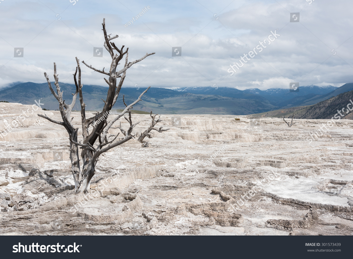 Isolated Single Dead Tree On Cracked Soil In Yellowstone National Park ...