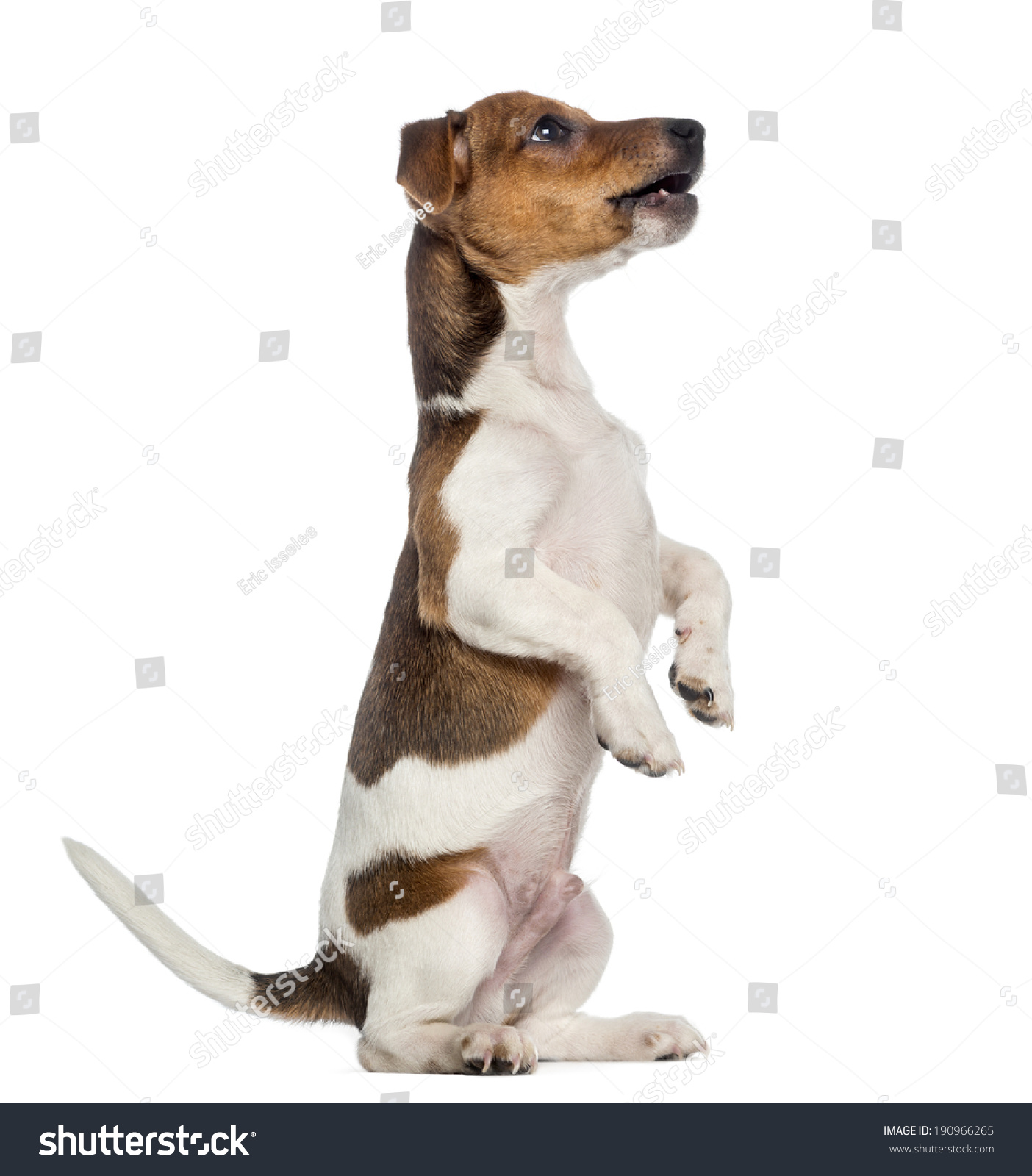 australian shepherd jack russell terrier jack russell terrier puppy sitting pretty stock photo 190966265 australian shepherd jack russell terrier jack russell terrier puppy sitting pretty stock photo 190966265